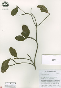 Byrsonima bucidifolia image