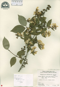 Philadelphus purpurascens image