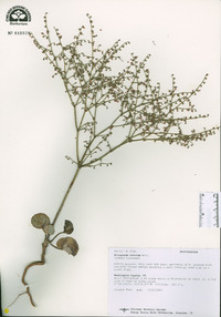 Eriogonum cernuum image