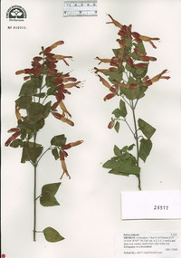 Salvia fulgens image