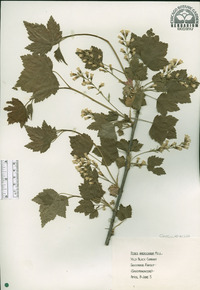 Ribes americanum image