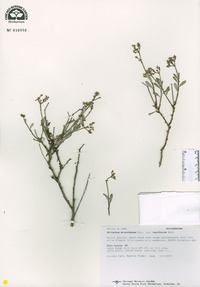 Eriogonum microthecum var. laxiflorum image