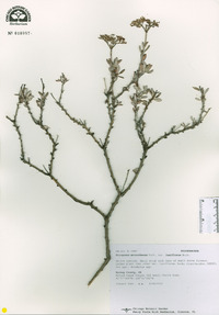 Eriogonum microthecum var. laxiflorum image