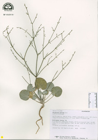 Eriogonum cernuum image