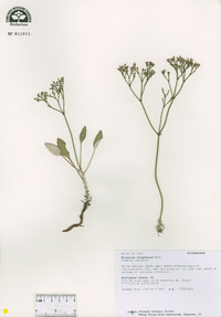 Eriogonum thompsoniae image