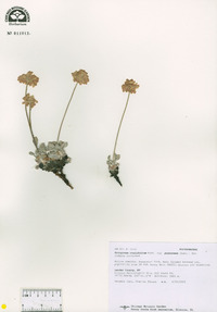 Eriogonum ovalifolium image