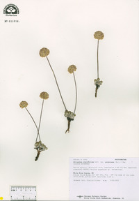 Eriogonum ovalifolium image