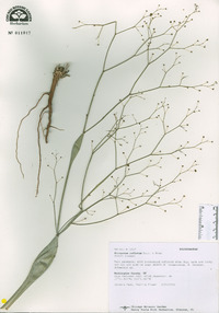 Eriogonum inflatum image