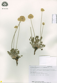 Eriogonum ovalifolium var. purpureum image