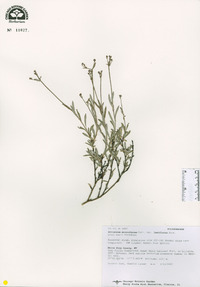 Eriogonum microtheca image