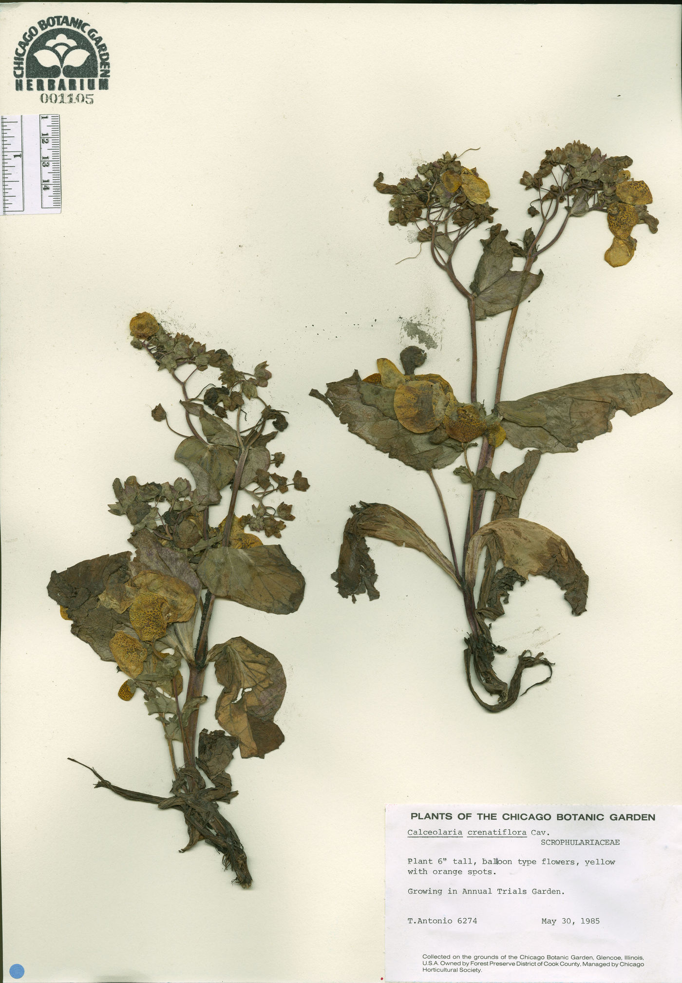 Calceolaria crenatiflora image