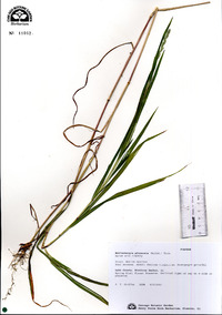 Muhlenbergia glomerata image