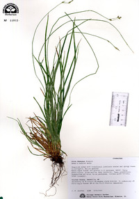 Carex deweyana image