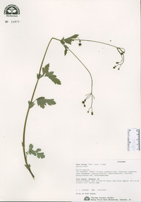 Geum vernum image