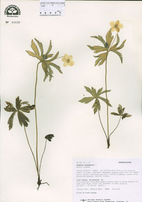 Anemone canadensis image