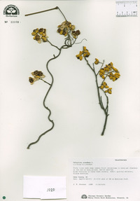 Celastrus scandens image