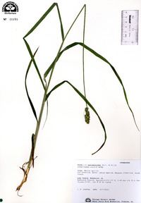 Carex sparganioides image