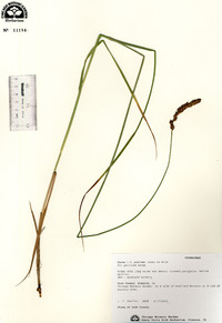 Carex prairea image