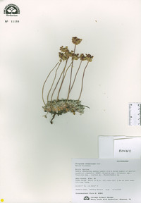 Eriogonum caespitosum image