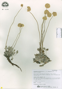 Eriogonum ovalifolium image