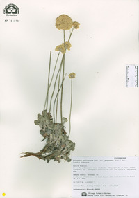 Eriogonum ovalifolium image