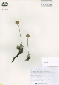 Eriogonum ovalifolium var. purpureum image