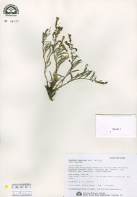 Penstemon speciosus image