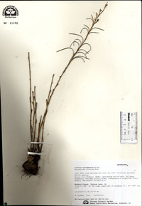 Liatris cylindracea image