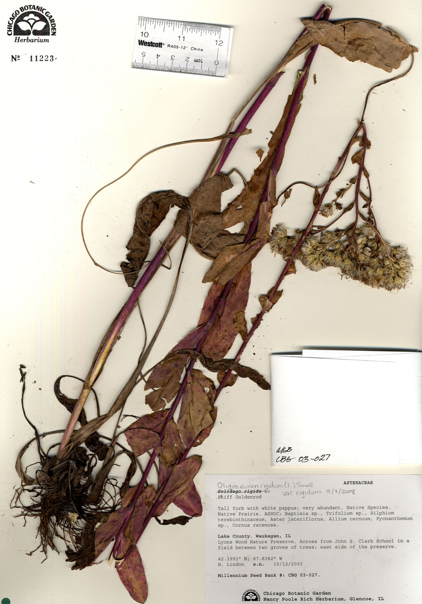 Oligoneuron rigidum var. rigidum image