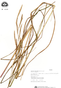 Spartina pectinata image