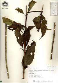 Eupatoriadelphus maculatus image