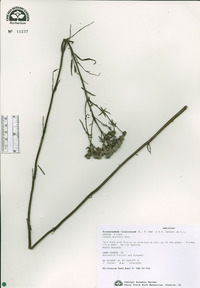 Pycnanthemum virginianum image