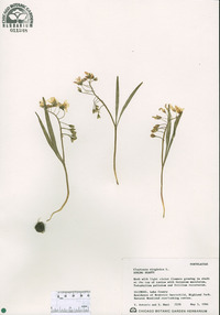 Claytonia virginica image
