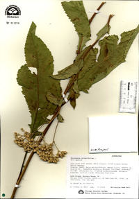 Parthenium integrifolium image