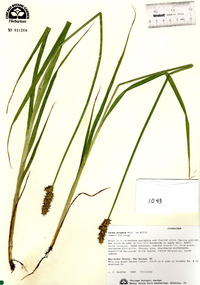 Carex stipata image