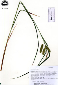 Carex pseudocyperus image