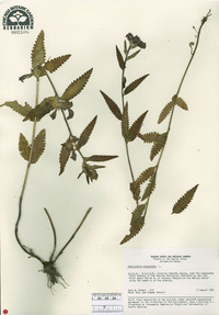 Pedicularis resupinata image