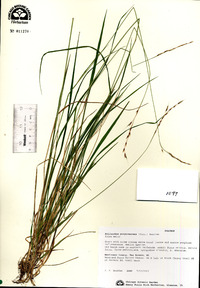 Schizachne purpurascens image