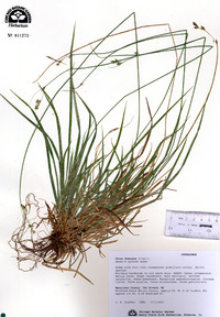 Carex deweyana image