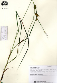 Carex tuckermanii image