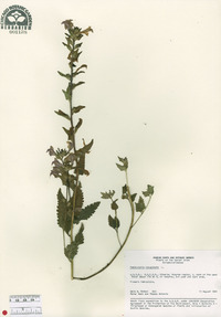 Pedicularis resupinata image