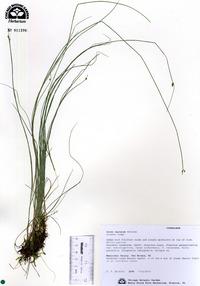 Carex leptalea image