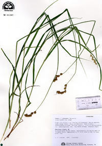 Carex projecta image