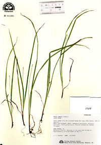 Carex jamesii image