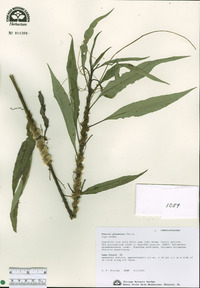 Cuscuta glomerata image