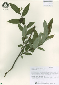 Salix serissima image