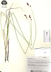 Carex tenera image