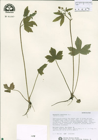 Ranunculus recurvatus image