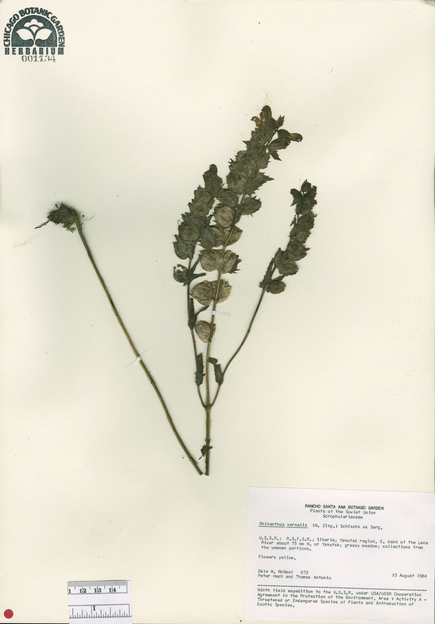 Rhinanthus serotinus subsp. aestivalis image
