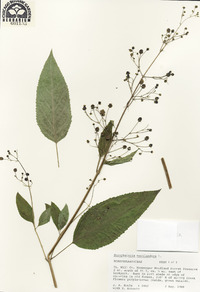 Scrophularia marilandica image